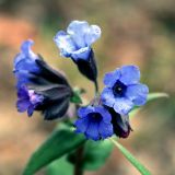 Pulmonaria angustifolia. Соцветие. Украина, Киев, заказник \"Лесники\", боровая терраса Днепра. 14 апреля 2007 г.