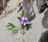 Viola dissecta