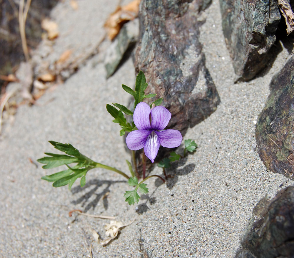 Image of Viola dissecta specimen.