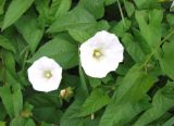 Calystegia sepium. Побеги с цветками. Якутия (Саха), Ленский р-н, г. Ленск. 16.08.2012.