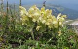 Pedicularis sibthorpii