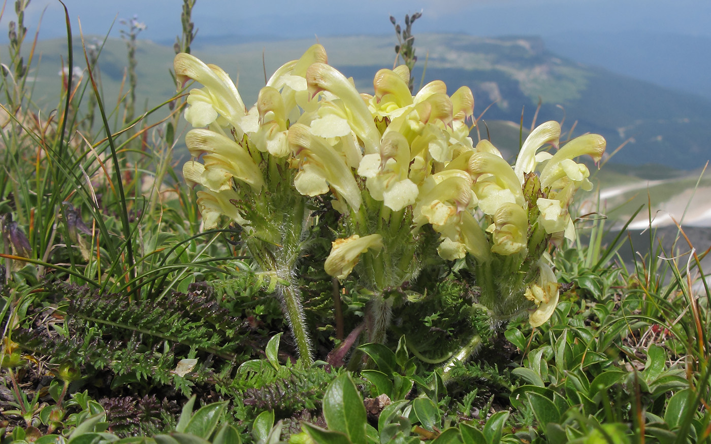 Изображение особи Pedicularis sibthorpii.