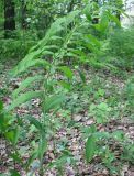 Polygonatum multiflorum. Цветущее растение. Украина, Киевская обл., Киево-Святошинский р-н, лесной заказник \"Жуков хутор\", дубовый лес. 19.05.2015.