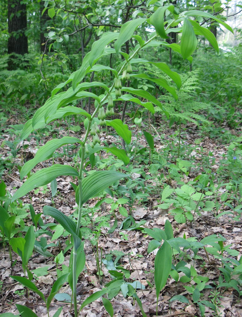 Изображение особи Polygonatum multiflorum.