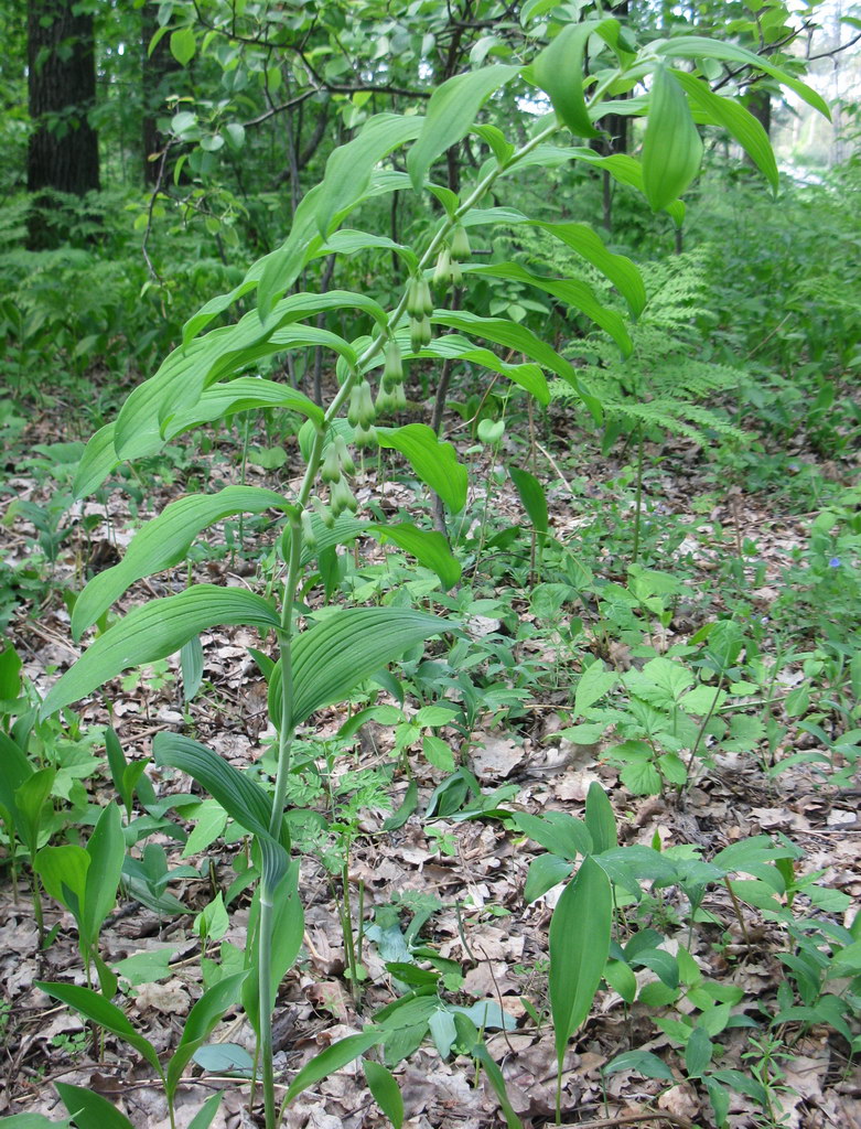 Изображение особи Polygonatum multiflorum.