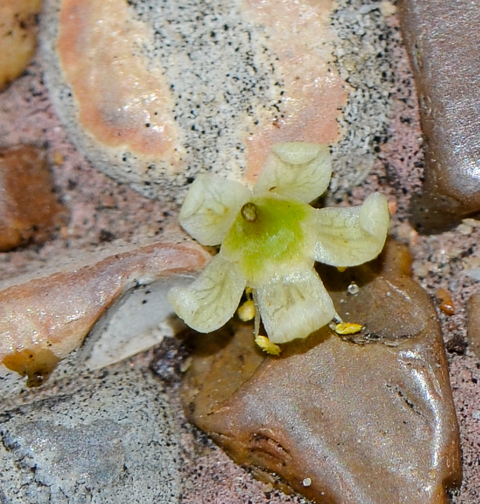Image of Schinus molle specimen.