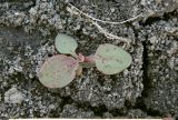 Rumex marschallianus