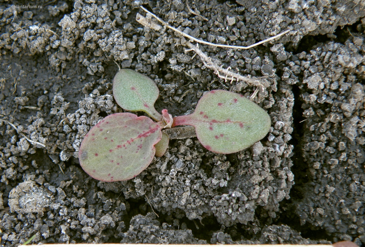 Изображение особи Rumex marschallianus.