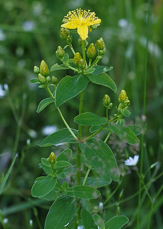 Image of Hypericum maculatum specimen.