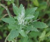 Chenopodium album