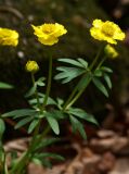 Ranunculus franchetii. Верхушка цветущего растения. Приморский край, окр. г. Владивостока, чернопихтово-широколиственный лес. 27.04.2016.