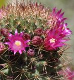 род Mammillaria