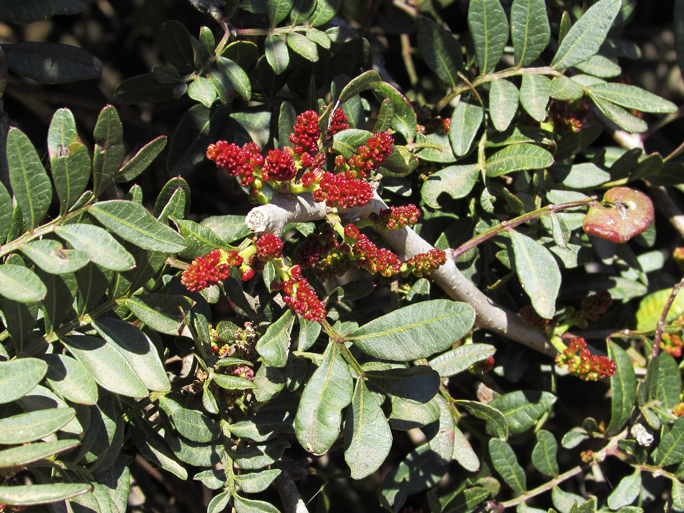 Image of Pistacia lentiscus specimen.