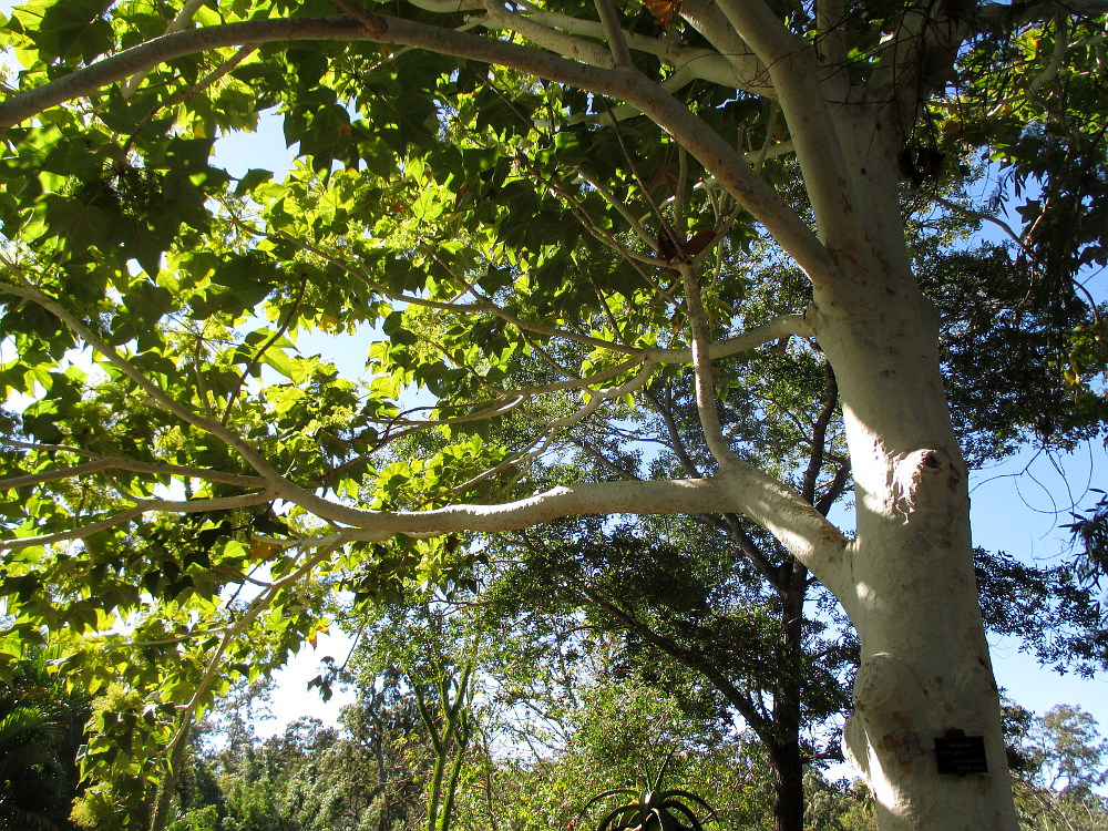 Image of Sterculia quinqueloba specimen.