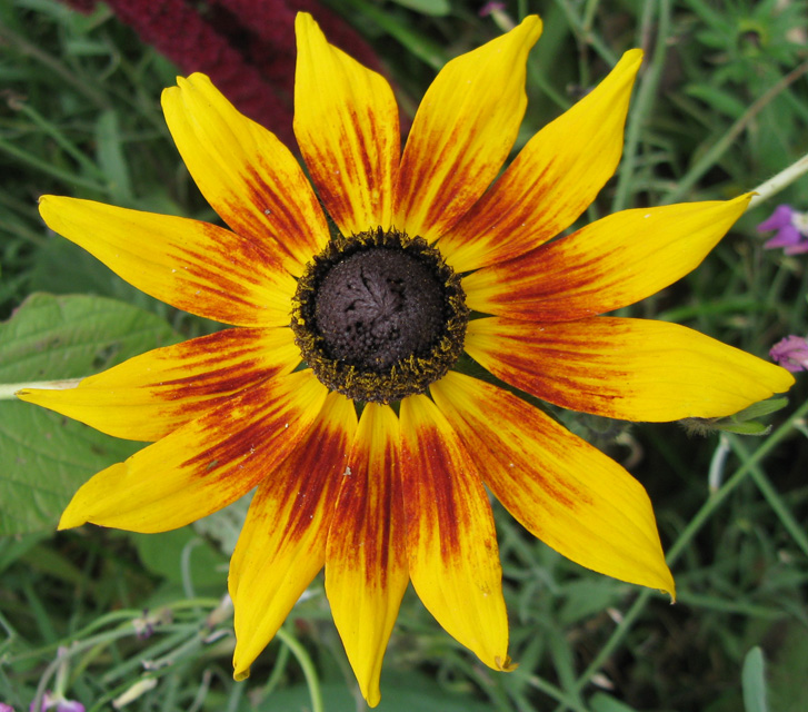 Изображение особи Rudbeckia bicolor.