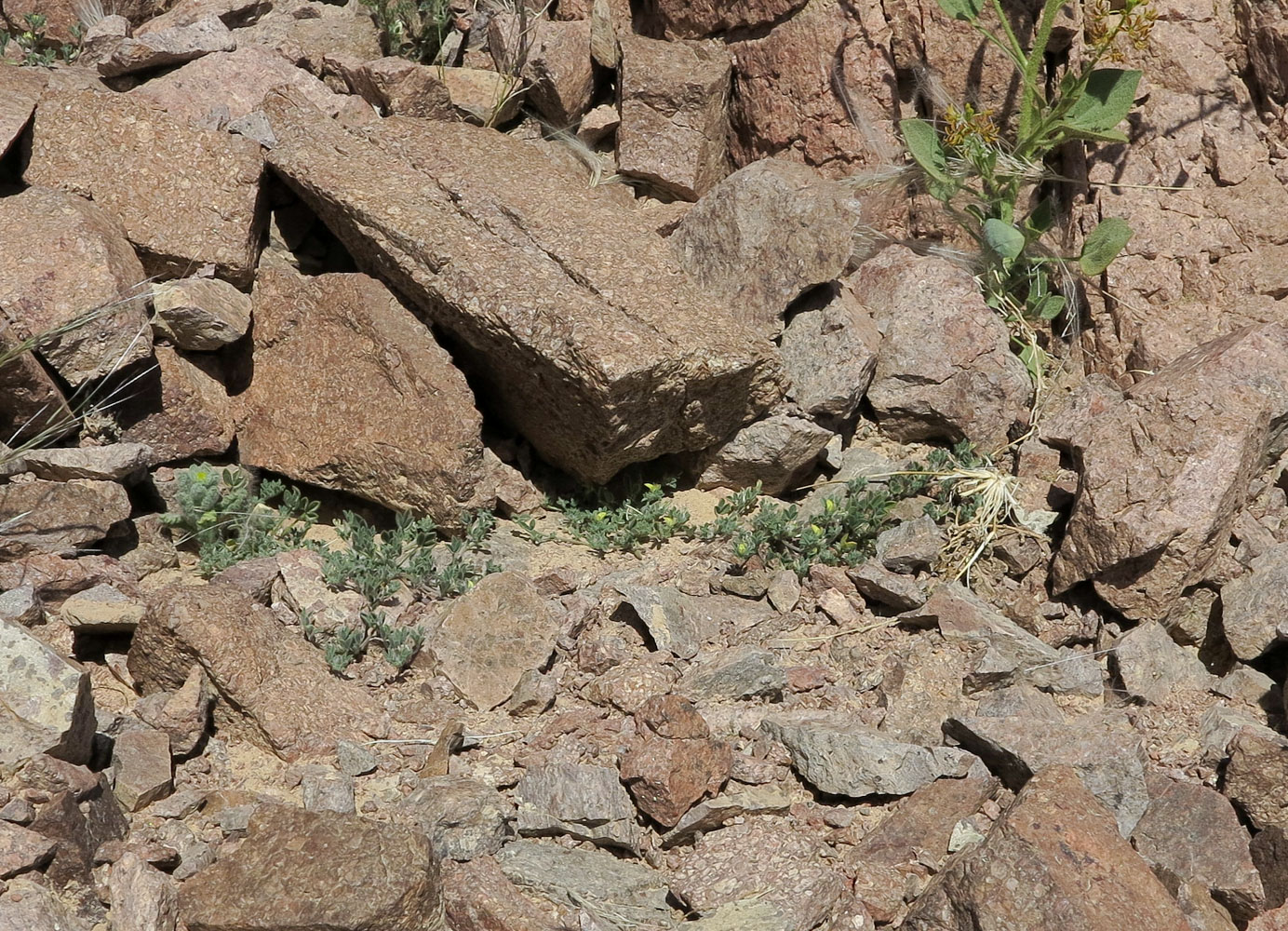 Image of Lotononis platycarpa specimen.
