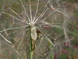 Tragopogon porrifolius ssp. longirostris
