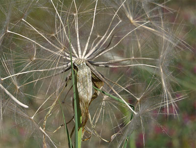 Image of Tragopogon porrifolius ssp. longirostris specimen.