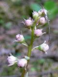 Pyrola rotundifolia