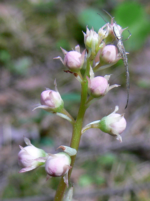 Изображение особи Pyrola rotundifolia.