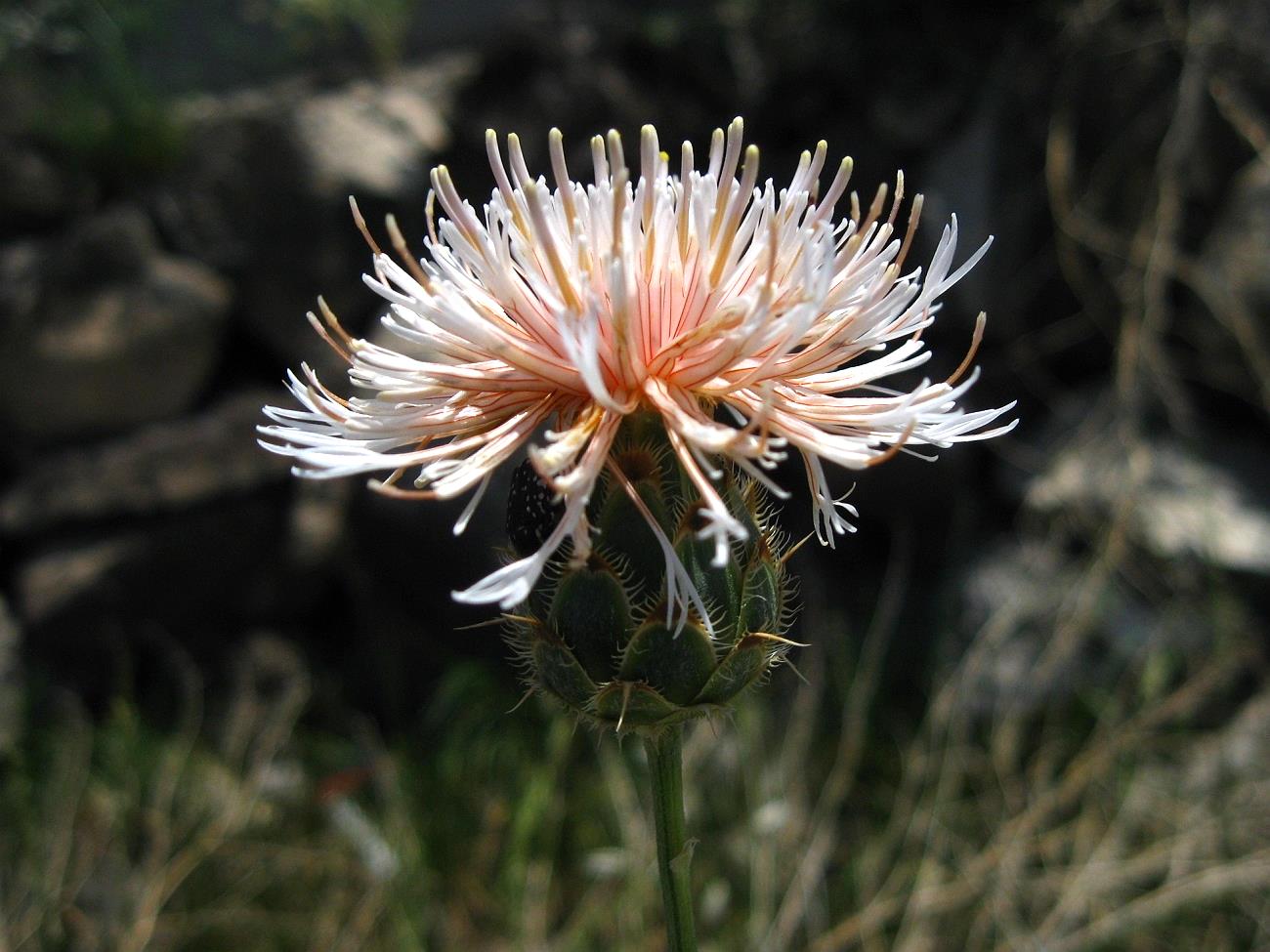 Image of Centaurea carduiformis ssp. orientalis specimen.