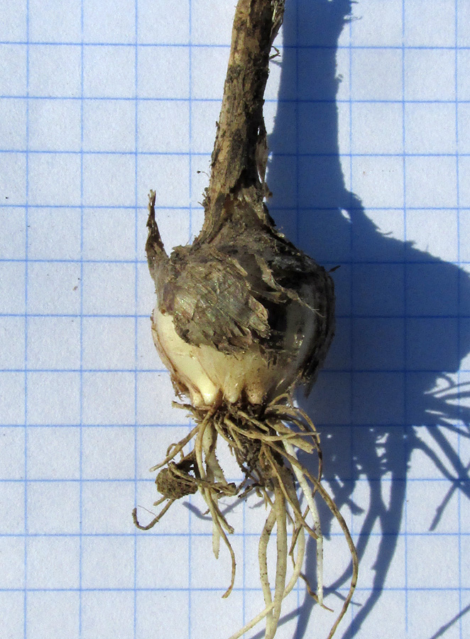 Image of Allium praescissum specimen.