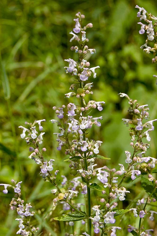 Image of Nepeta nuda specimen.