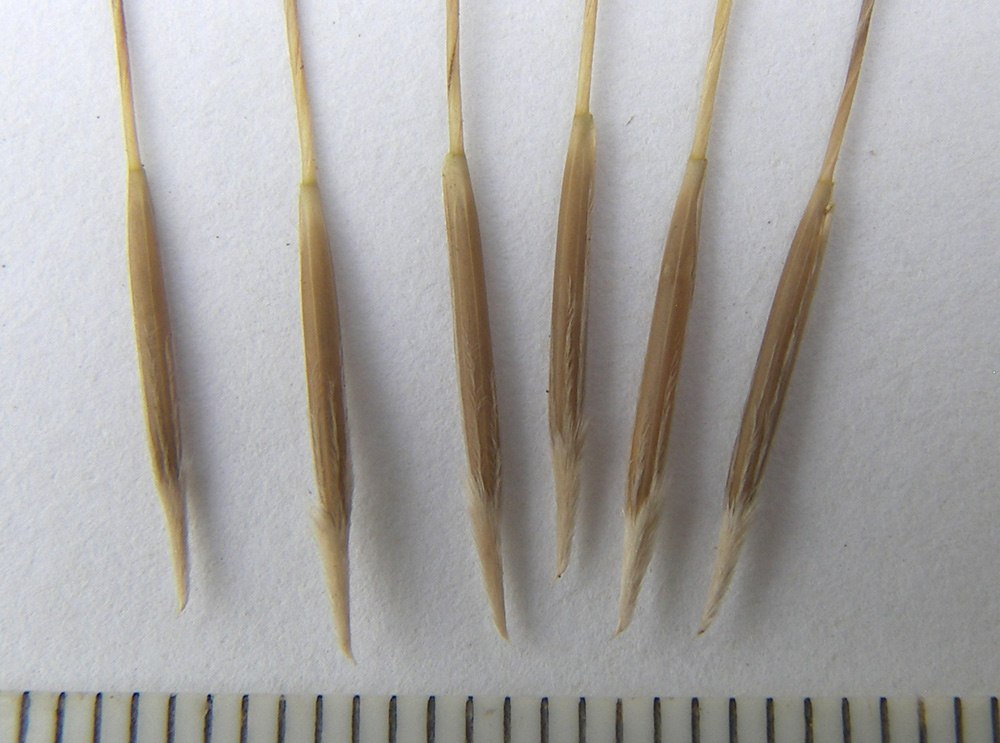 Image of Stipa capillata specimen.