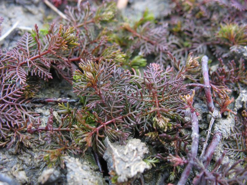 Image of Myriophyllum sibiricum specimen.