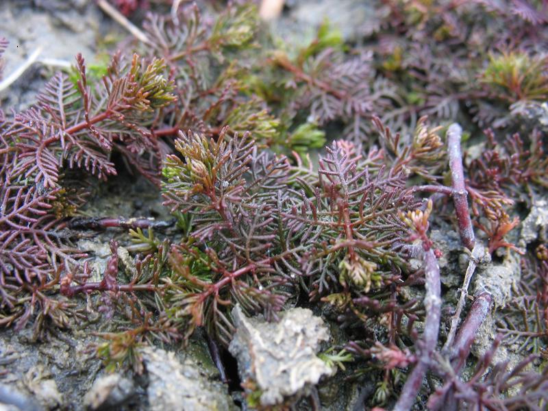 Изображение особи Myriophyllum sibiricum.