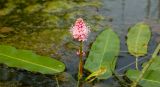 Persicaria amphibia