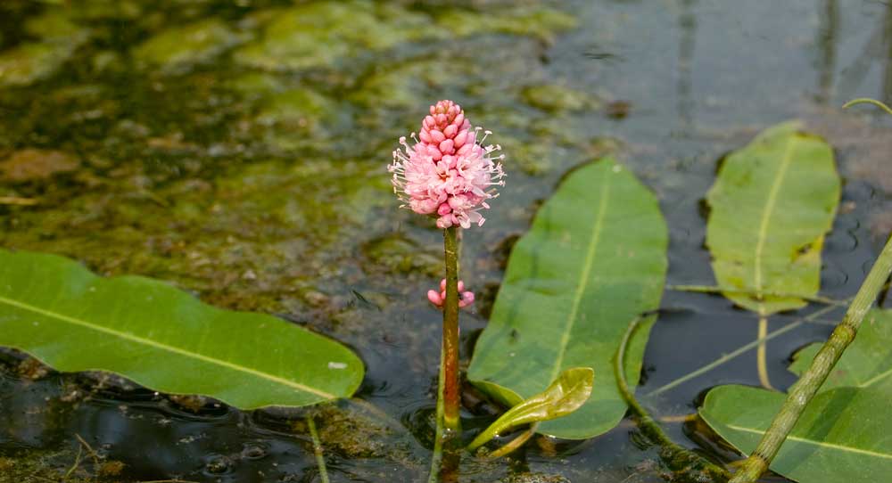 Image of Persicaria amphibia specimen.