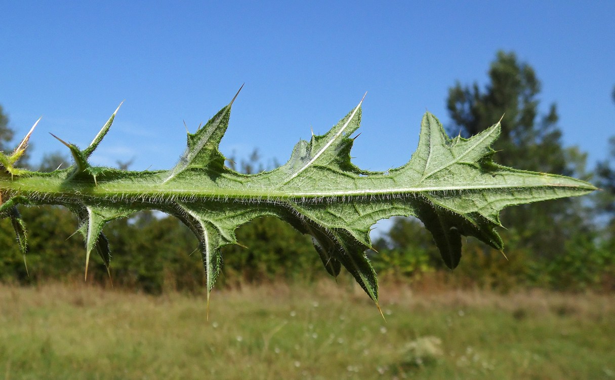 Image of Cirsium vulgare specimen.