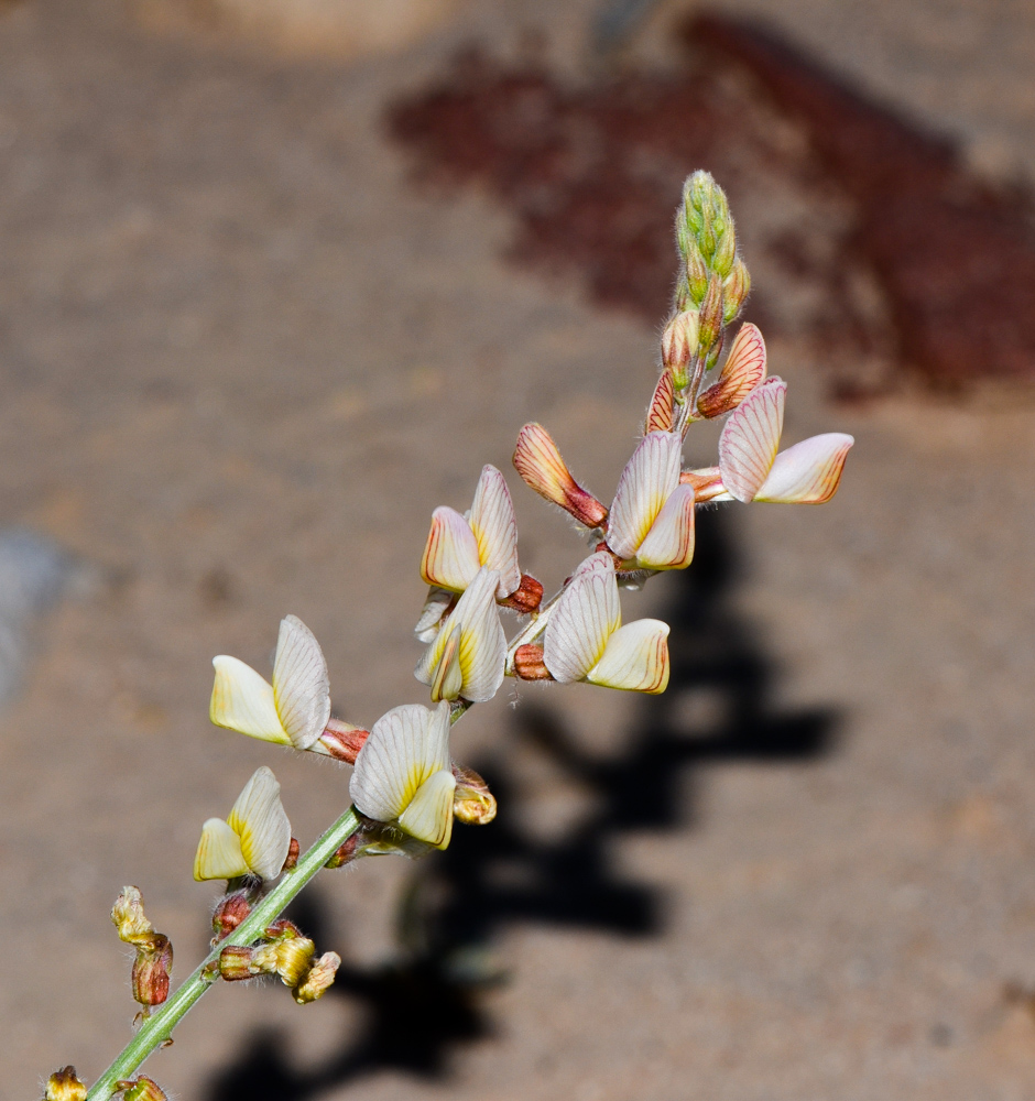 Изображение особи Onobrychis ptolemaica.