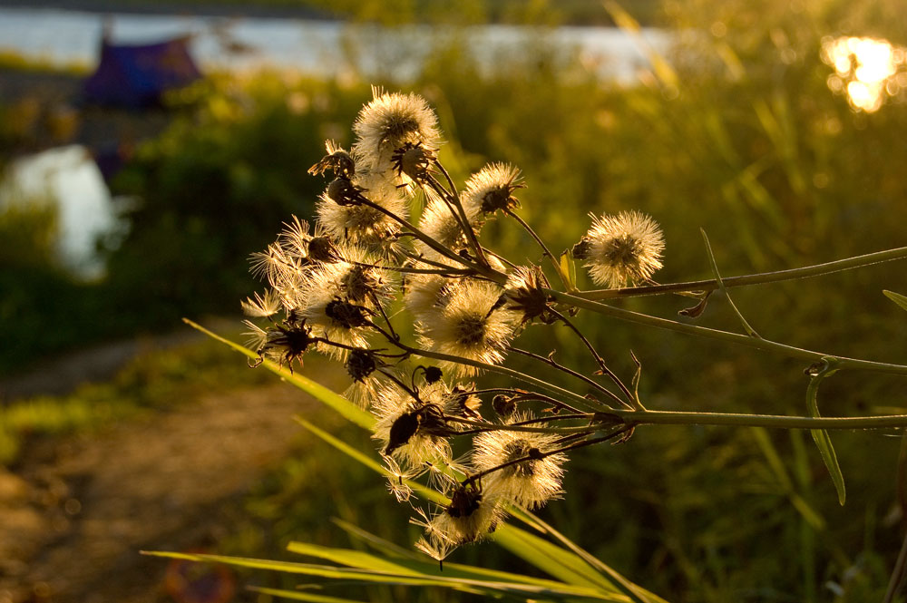 Image of Hieracium umbellatum specimen.