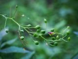 Scrophularia nodosa