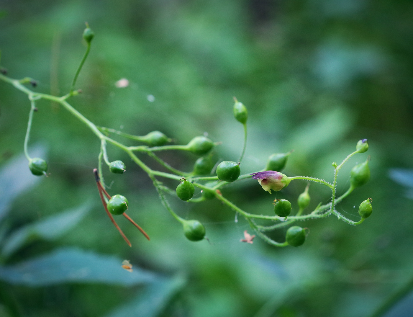 Изображение особи Scrophularia nodosa.