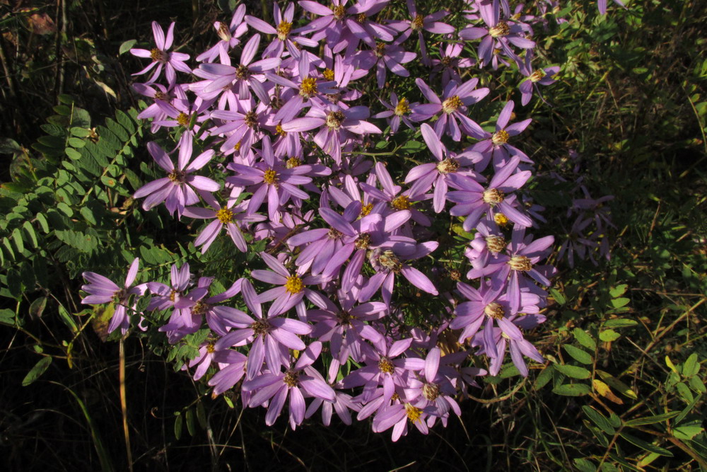 Image of Galatella angustissima specimen.