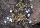 Cerastium alpinum. Цветущие растения. Исландия, национальный парк Ландманналаугар, каменистый склон. 02.08.2016.