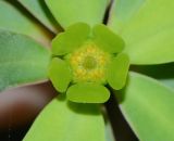 Euphorbia balsamifera. Развивающийся циаций с тычиночными цветками. Испания, автономное сообщество Канарские острова, о-в Фуэртевентура, провинция Лас Пальмас, муниципалитет Ла Олива, восточные окр. пос. Эль Котильо, предгорная равнина, пояс суккулентных кустарников. 09.03.2016.