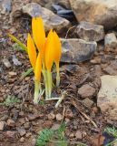 Crocus scharojanii. Зацветающие растения. Краснодарский край, Адлерский р-н, окр. пос. Красная Поляна, гора Аибга, гора Каменный столб, осыпной склон вдоль дороги, выс. ≈ 2300 м н.у.м. 26.09.2016.