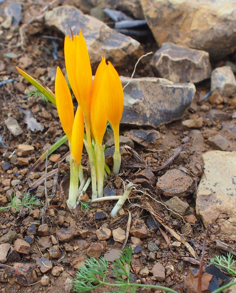 Изображение особи Crocus scharojanii.