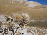 Cirsium pugnax