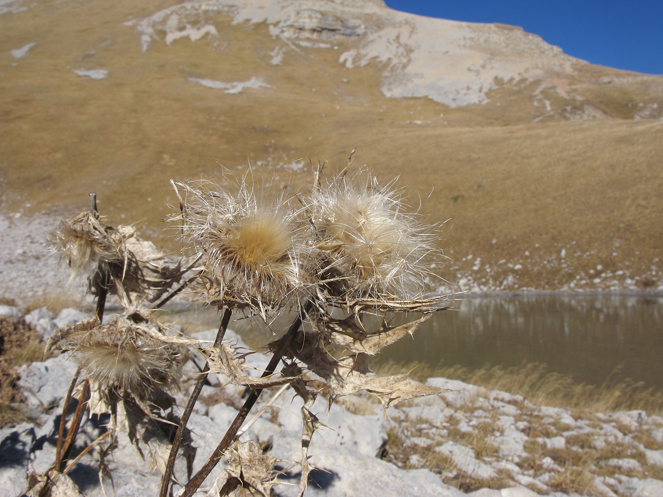 Изображение особи Cirsium pugnax.