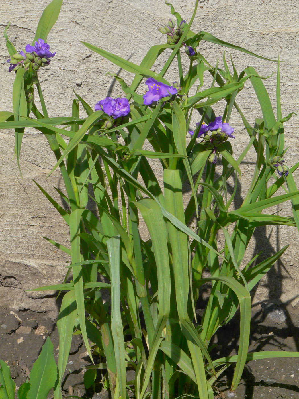 Изображение особи Tradescantia virginiana.