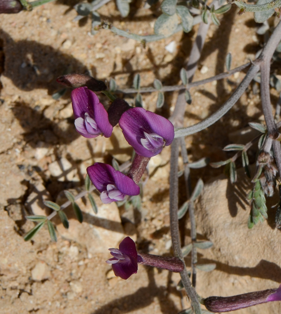 Изображение особи Astragalus sanctus.