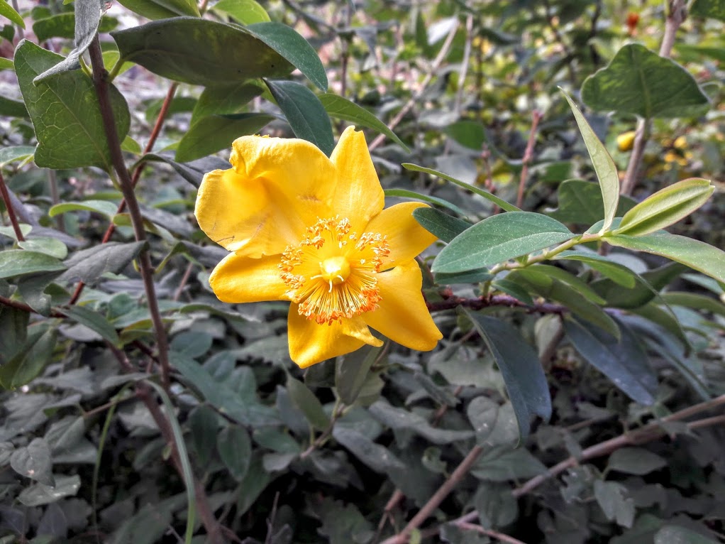 Image of Hypericum hookerianum specimen.