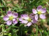Spergularia rubra
