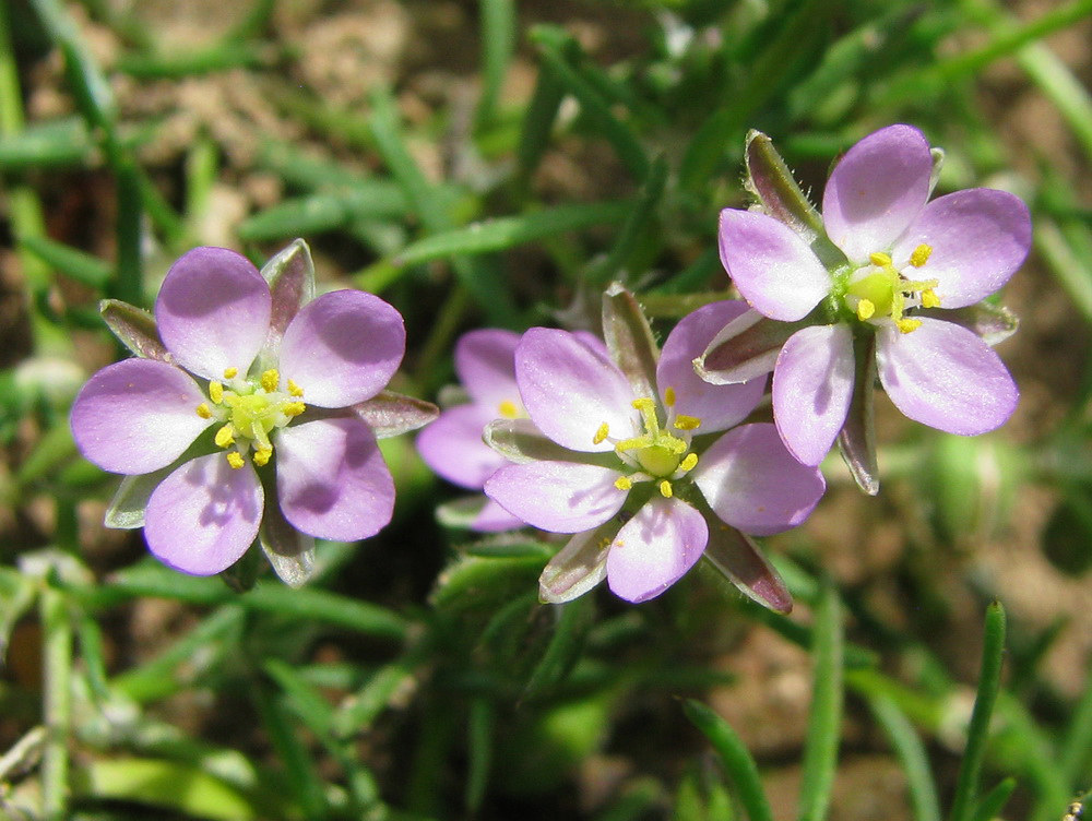 Изображение особи Spergularia rubra.