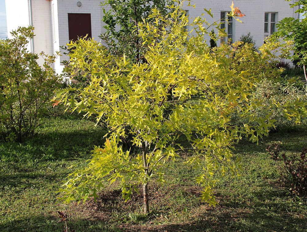 Изображение особи Quercus palustris.